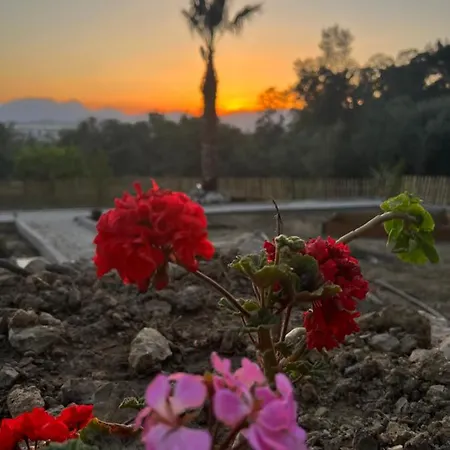 Tiny Mini House 달라만